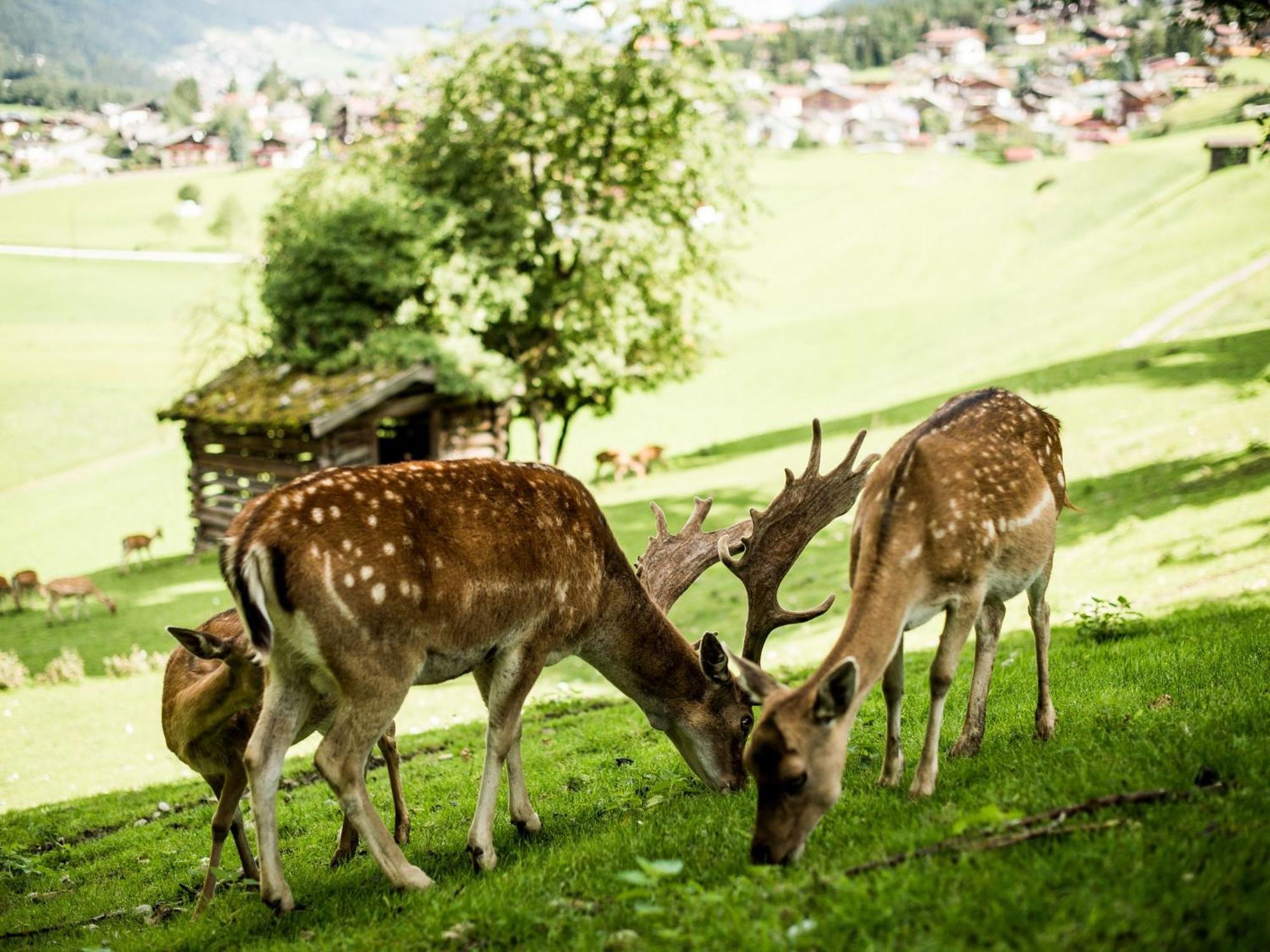 Forster'S Naturresort Neustift im Stubaital Kültér fotó